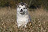 ALASKAN MALAMUTE 486